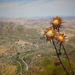 AI-Spawned Infinite Capital Loops